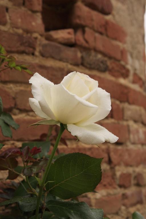 Domaine De Belcayre Bed & Breakfast Montauban Exterior photo